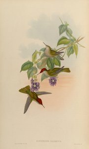 Eustephanus galeritus door John Gould